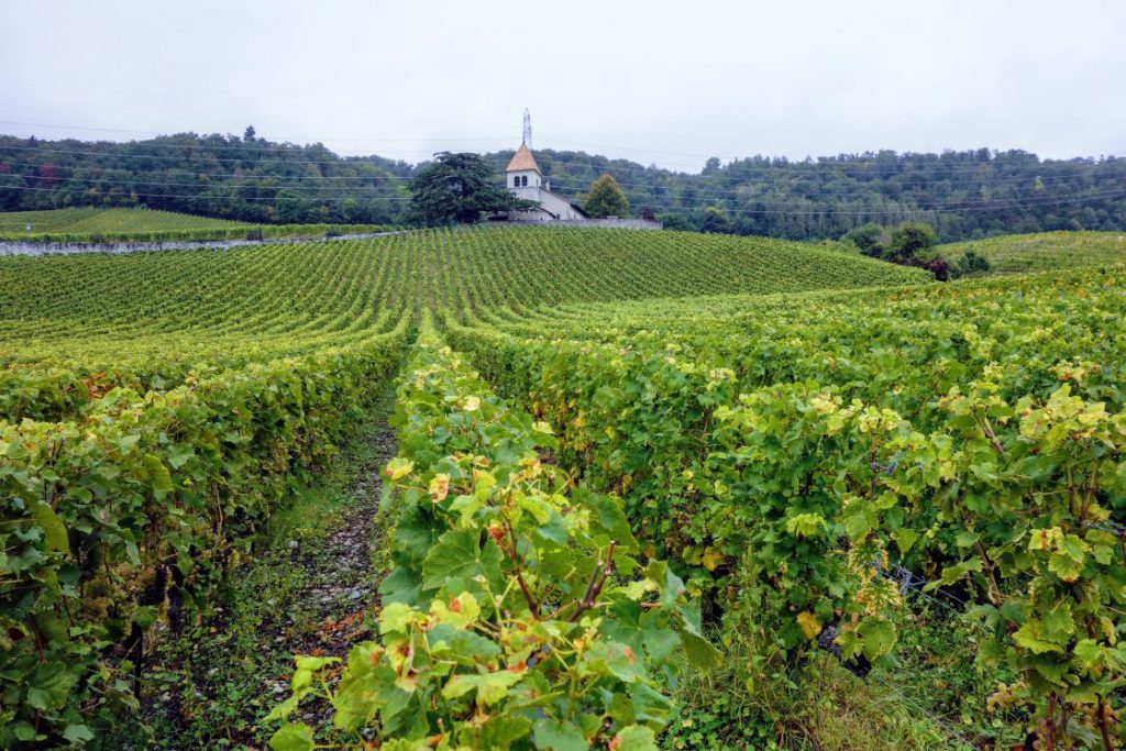 Ontspannen wandelen langs de wijngaarden, is iets dat je in Vaud prima kunt doen