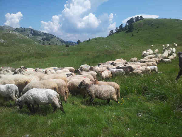 Onvermijdbaar in Montenegro: schapen