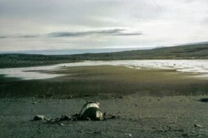 Wie de eenzaamheid zoekt, vindt die op IJsland