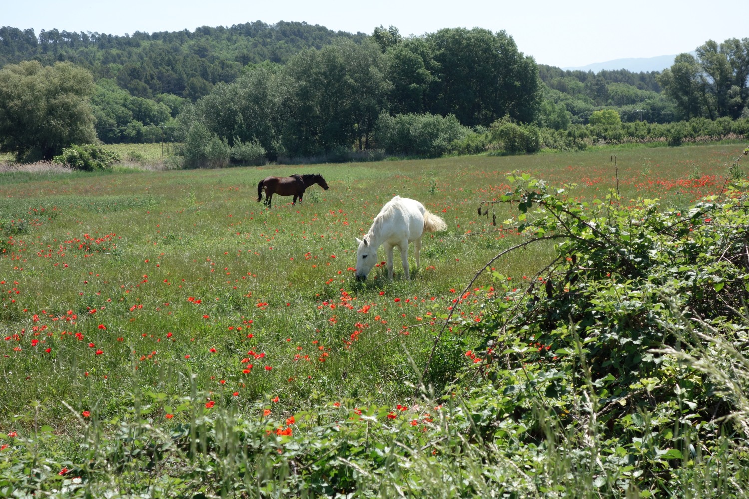 Twee paarden genieten in een wei van sappig gras.