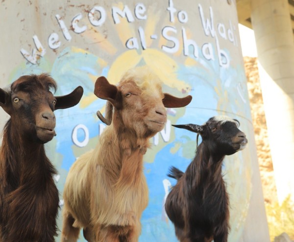 Het ontvangstcomité bestaat uit een kudde geiten bij Wadi-al-Shab