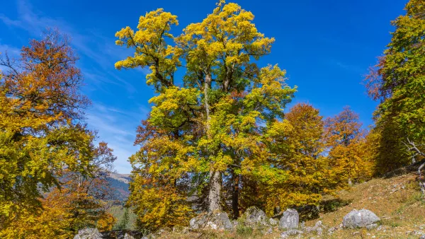 Bomen in prachtige herfstkleuren in Buila-Vânturarita