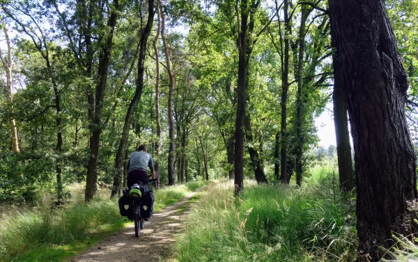 Fietser op een bospad tijdens de tocht over de Kempen icoonfietsroute, 