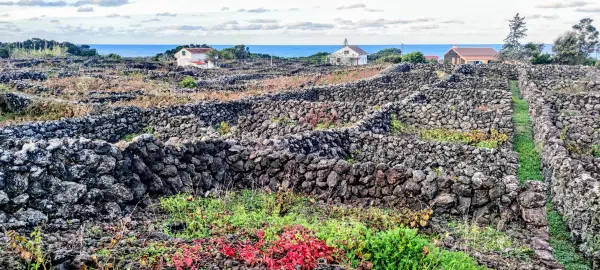 De wijngaarden van Materramenta Vineyards & Wine Tasting