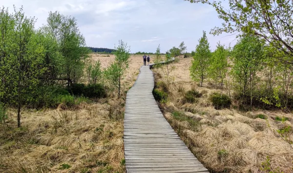 Twee wandelaars lopen over vlonders op de Hoge Venen