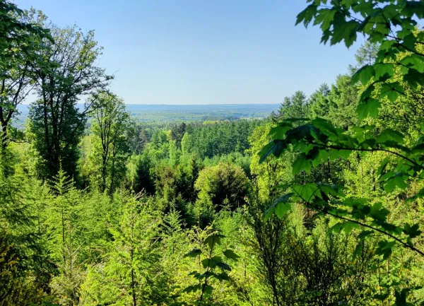 Uitzicht richting Eupen; niets te zien dan bomen en bossen