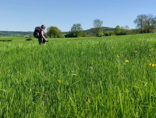 Wandelaar loopt door een weiland