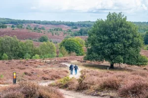 Wandelaars op de Veluwe