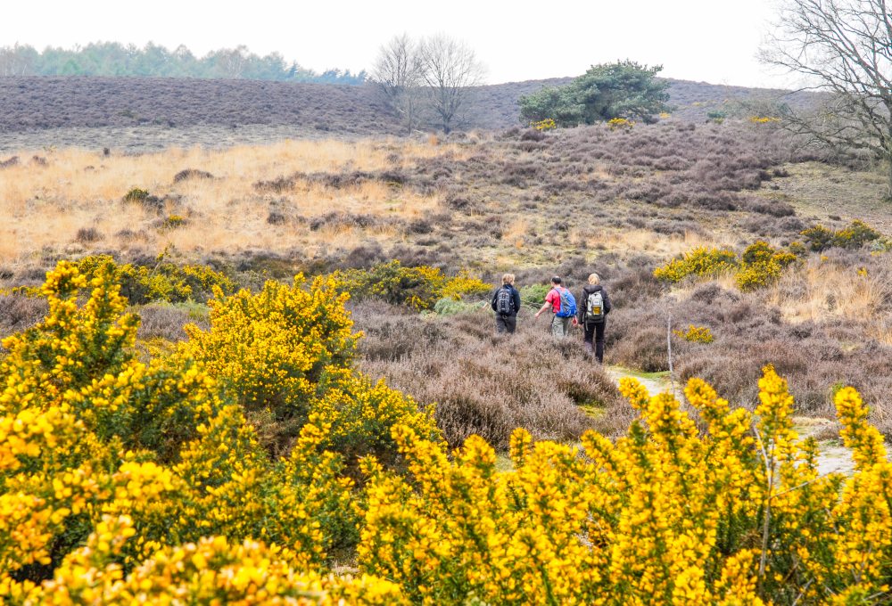 Wandelaars aan de rand van de Veluwe