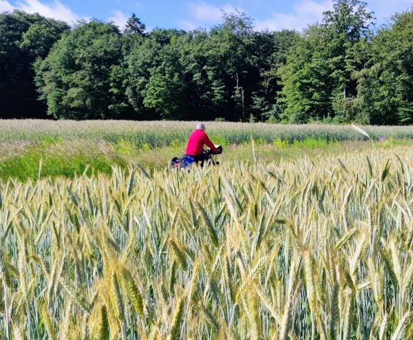 Fietser tussen de graandvelden in Luxemburg